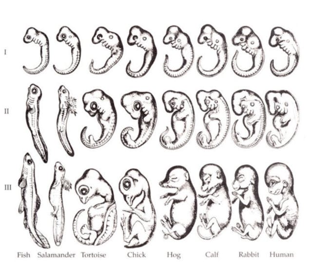 /phylogeny-ontogeny-and-blockchain-34147540cbfc feature image