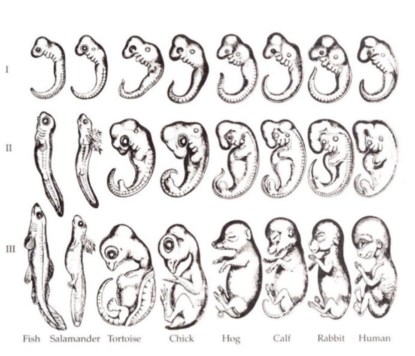 /phylogeny-ontogeny-and-blockchain-34147540cbfc feature image