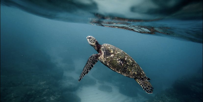 /typescript-inheritance-deep-dive-9a53989af5a6 feature image