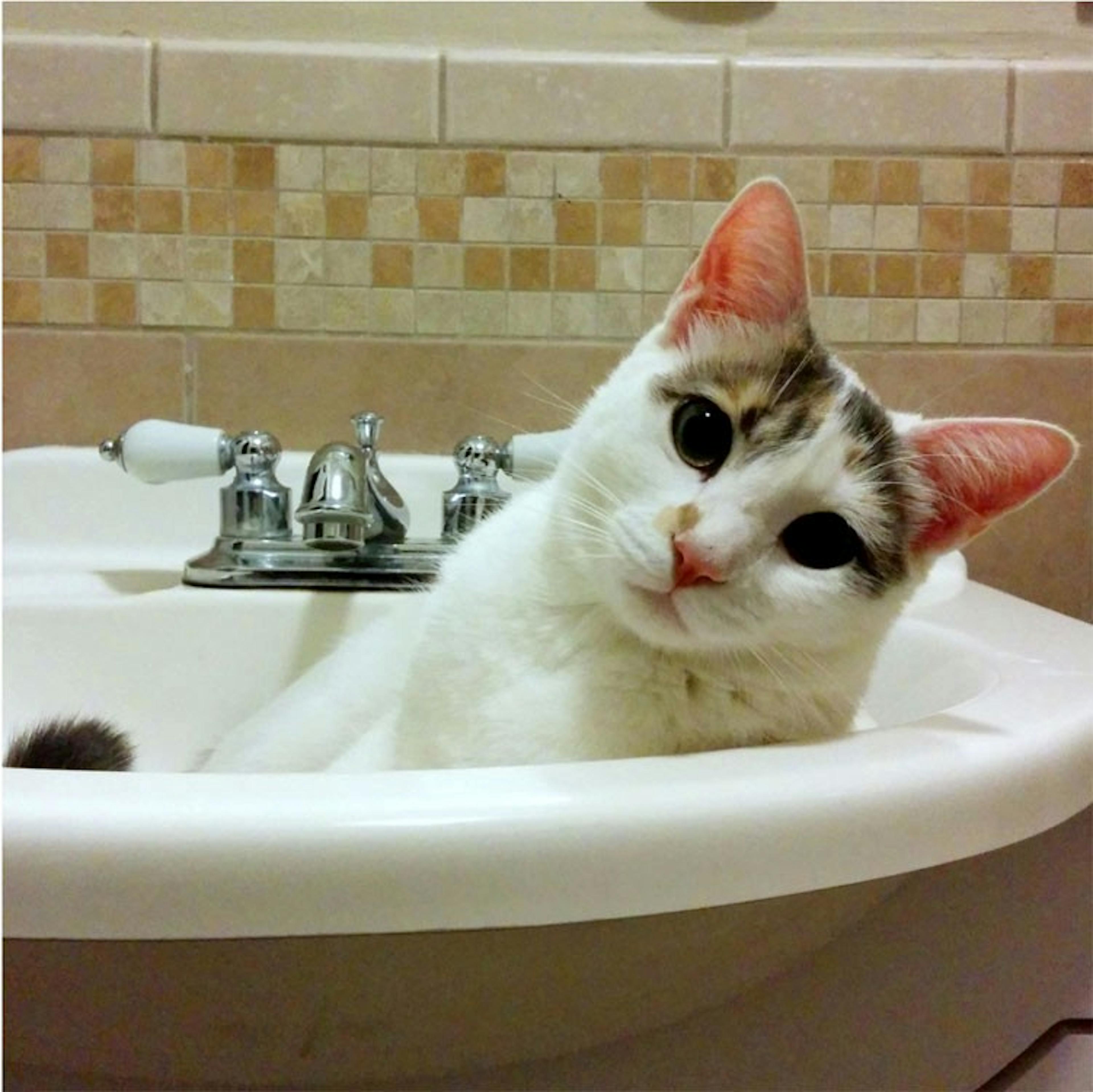 featured image - Learning AI if You Suck at Math — P5 — Deep Learning and Convolutional Neural Nets in Plain…