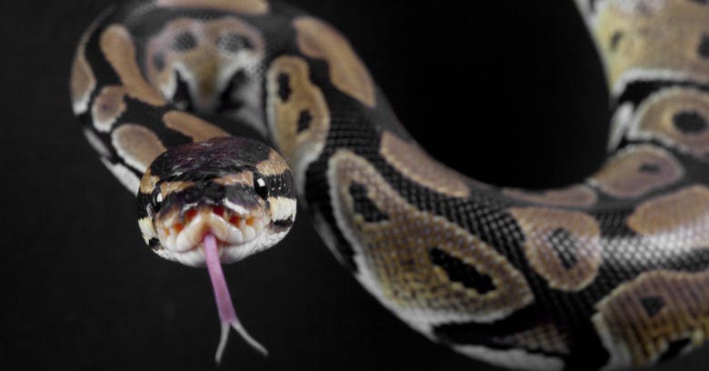 10 common security gotchas in Python and how to avoid them | HackerNoon