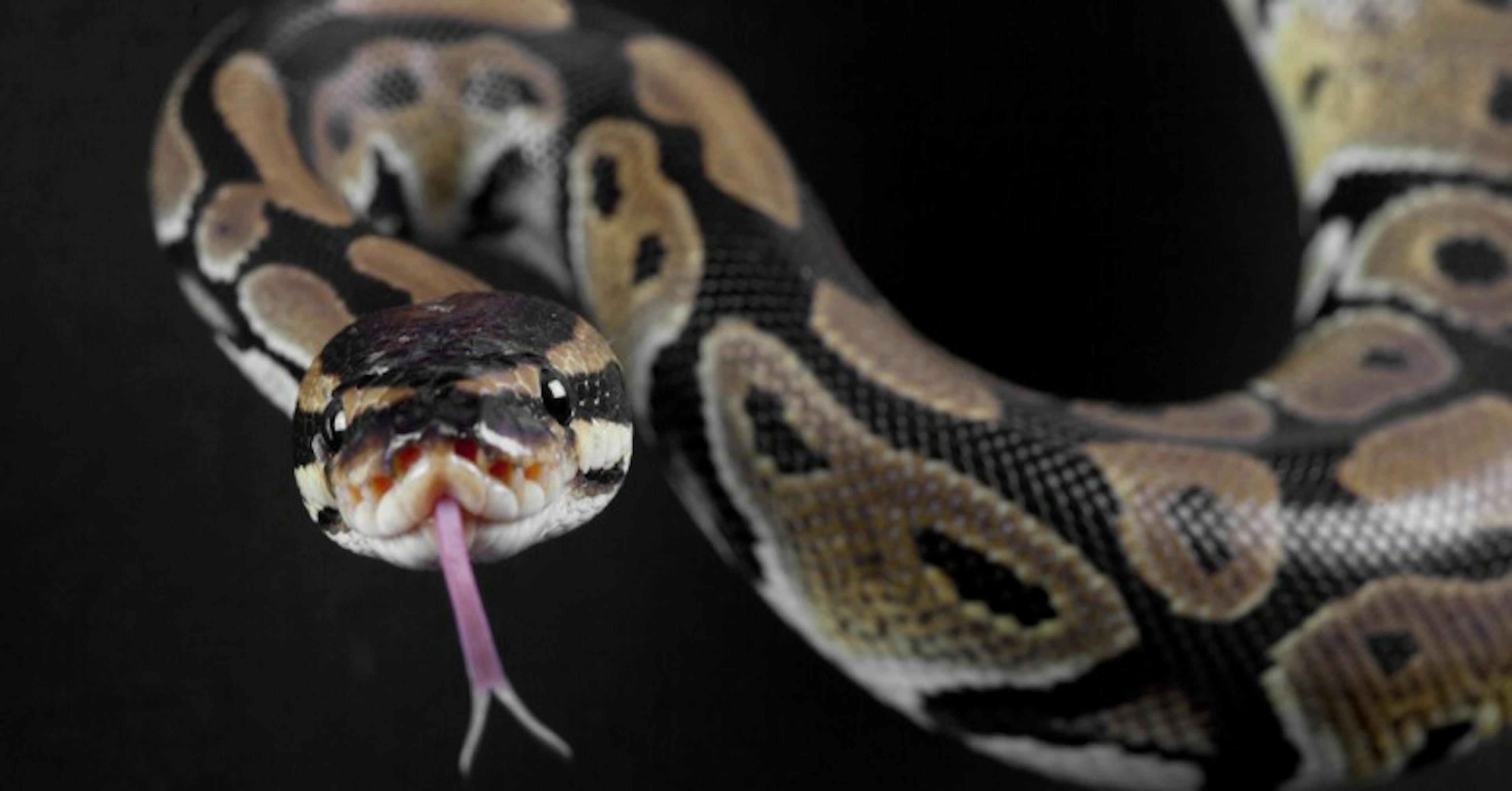 10 common security gotchas in Python and how to avoid them