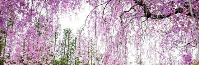 /how-to-graft-react-on-to-legacy-code-3ad86e55e2f1 feature image