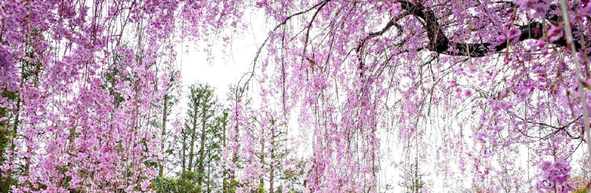 /how-to-graft-react-on-to-legacy-code-3ad86e55e2f1 feature image