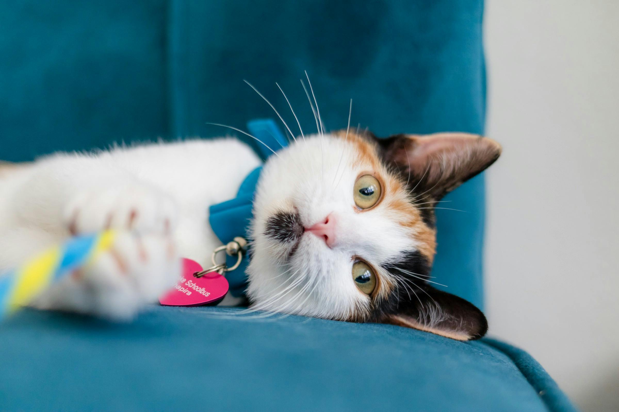 /your-cat-is-a-millennial-and-he-literally-cant-even-5b540cd42cc1 feature image