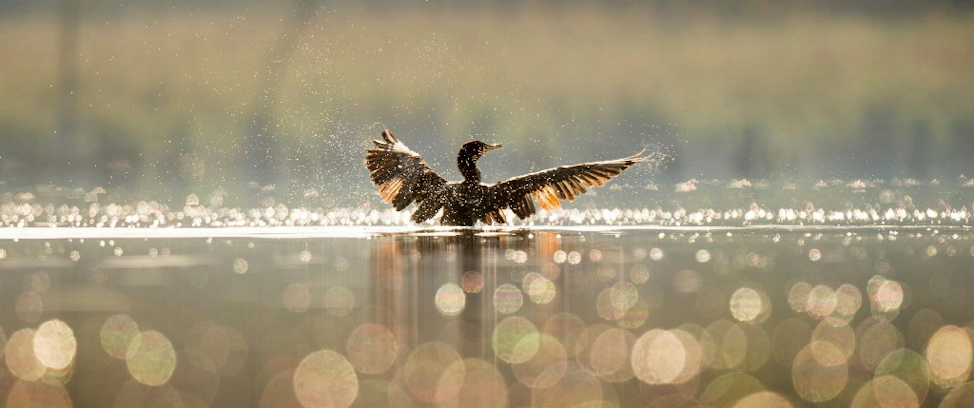 /javascript-the-spread-operator-a867a71668ca feature image