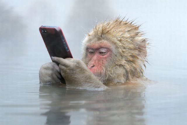 /the-gullible-ape-f3ca85a10afa feature image