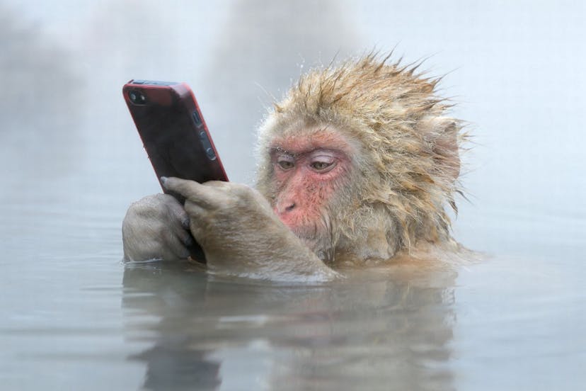 /the-gullible-ape-f3ca85a10afa feature image