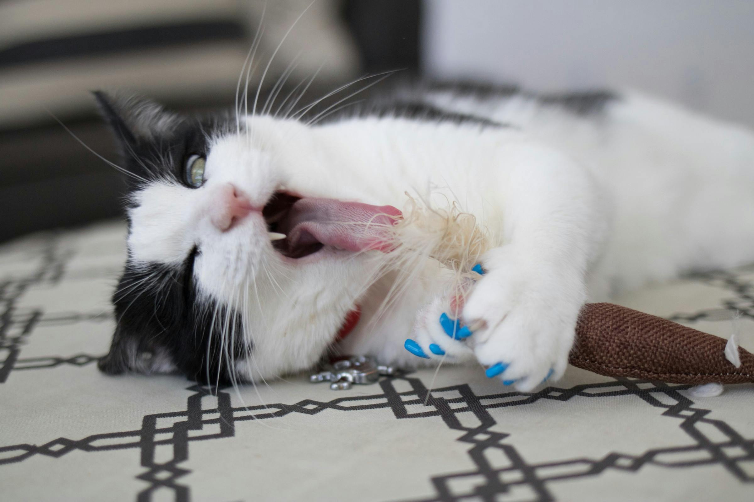 /design-thinking-lessons-from-our-cats-9a43fd71457a feature image