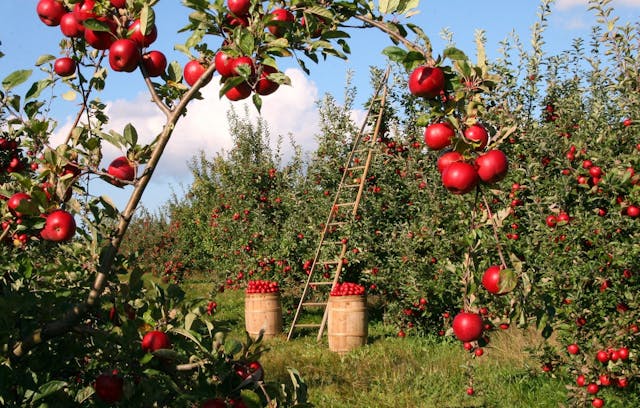 /ai-needs-a-johnny-appleseed-program-782413a170 feature image