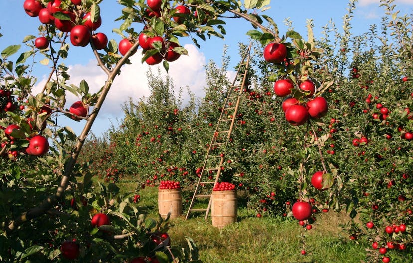 /ai-needs-a-johnny-appleseed-program-782413a170 feature image