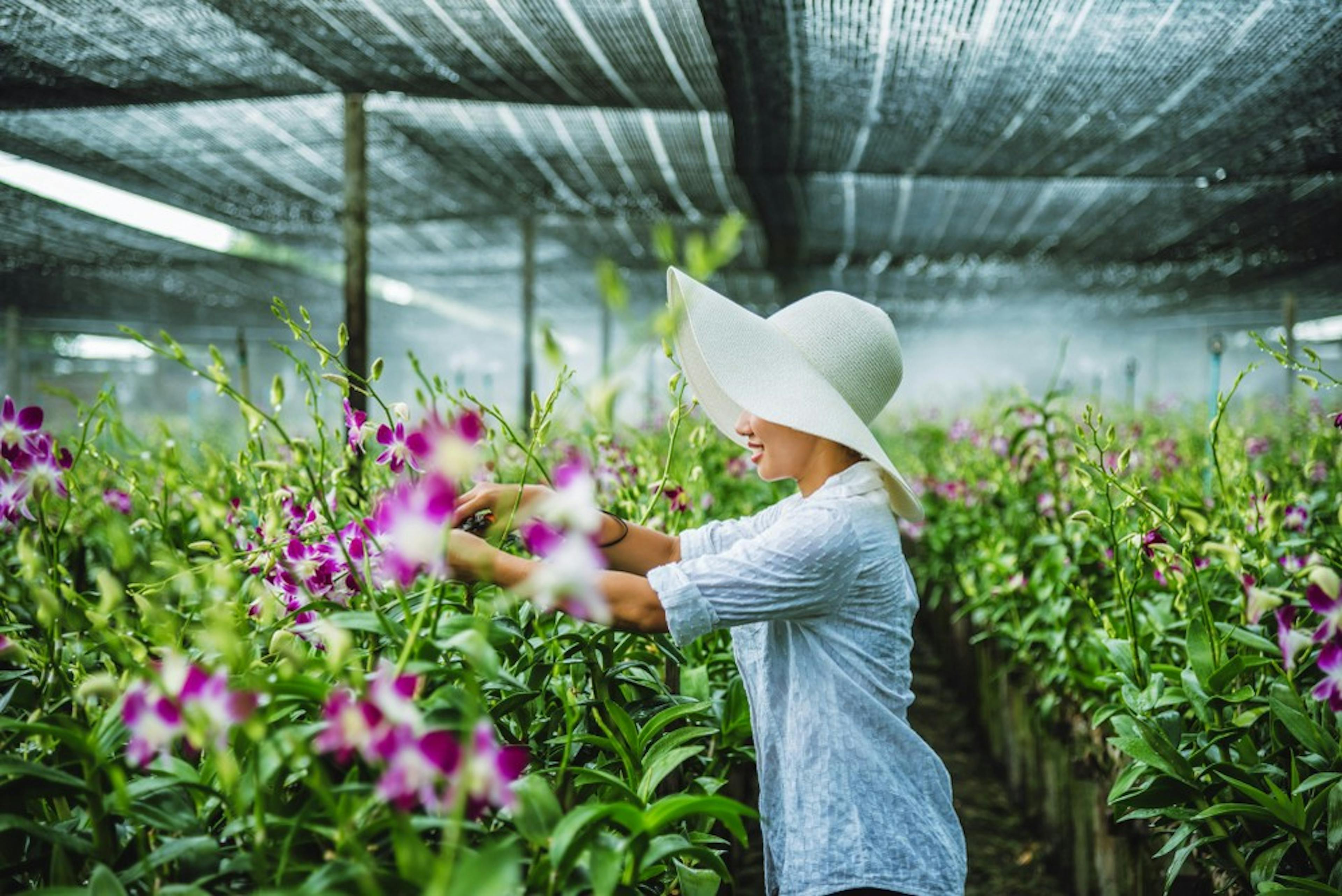 Understanding The Economic Effects Of Smart Contracts: A Day In The Life Of An Orchid