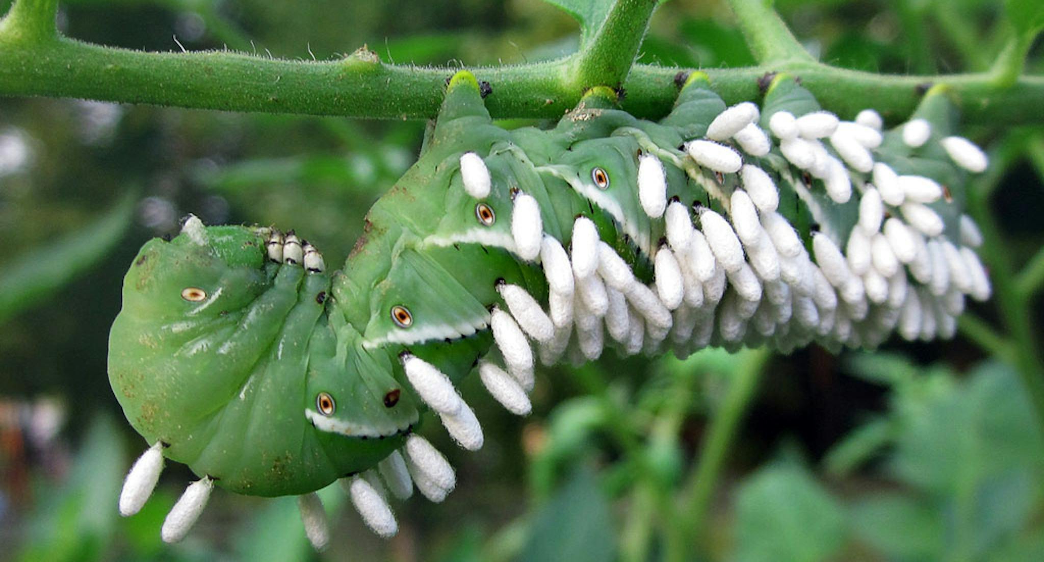 Cocoons of a parasitic wasp on a tomato hornworm © Wordpress / pattyler1