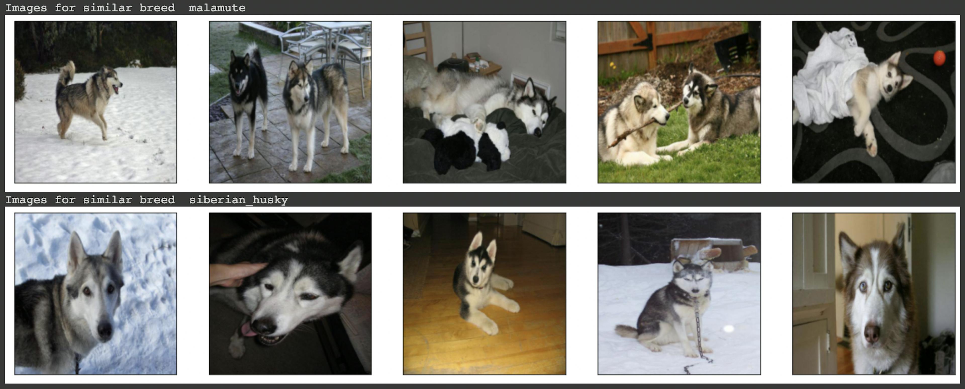 Similar Breeds - Malamute(top) Siberian Husky(bottom)