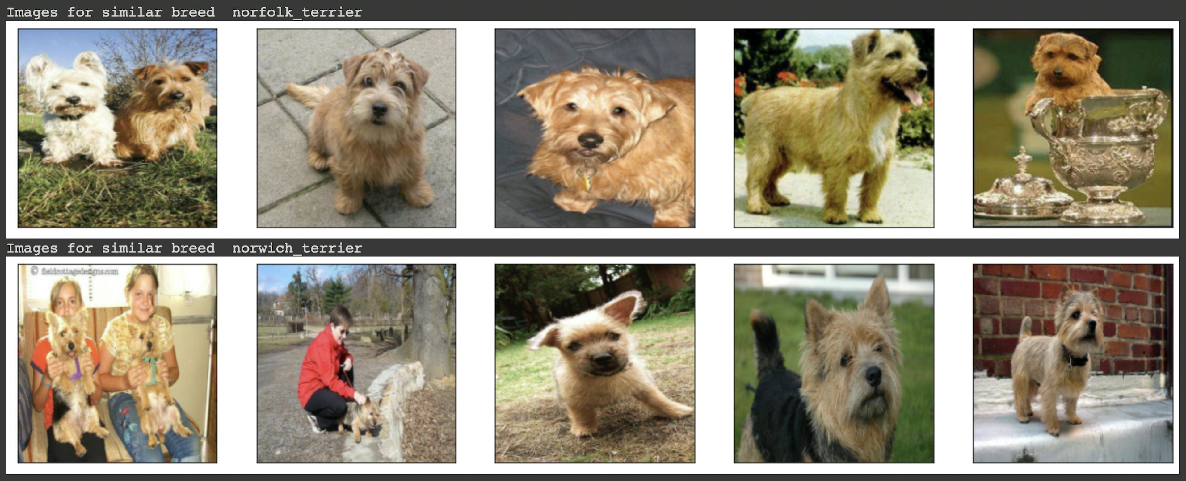 Similar Breeds - Norfolk Terrier(top) Norwich Terrier(bottom)