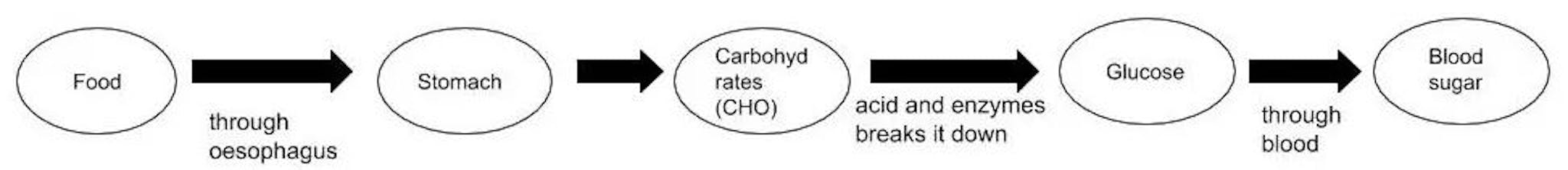 Figure 1: How Glucose is generated in our body