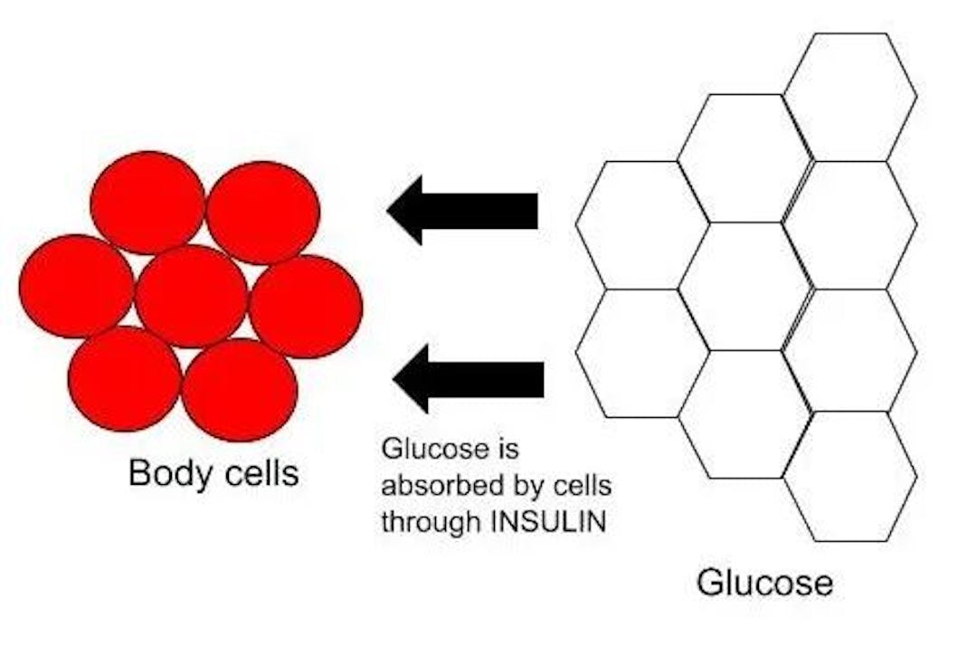 Figure 2: Purpose of Insulin in our body