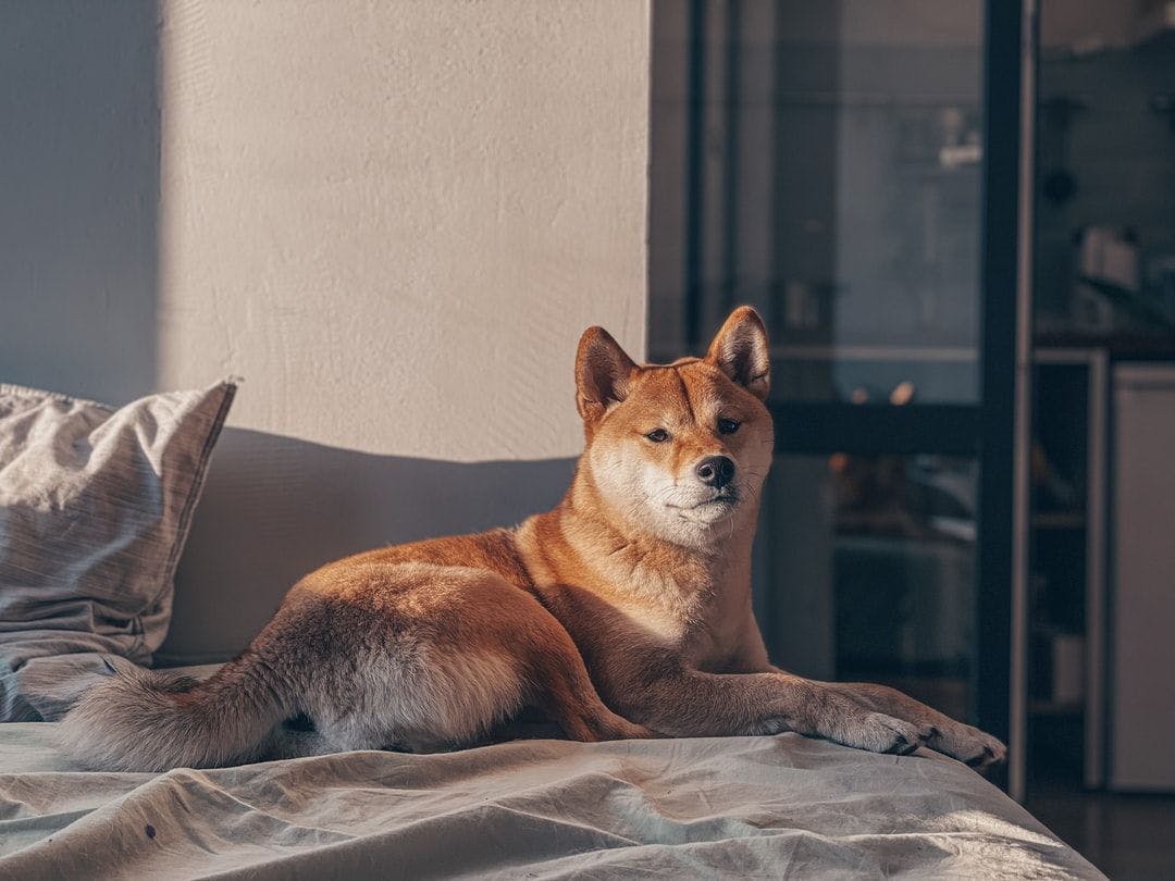 featured image - Shiba Inu vs. Akita Inu: The Great Memecoin War