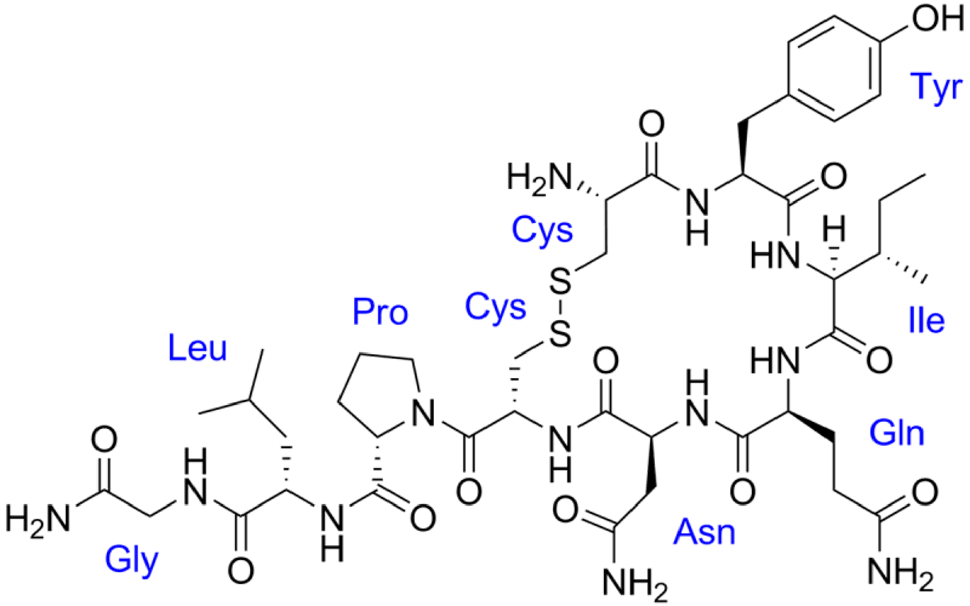 The Oxytocin molecule