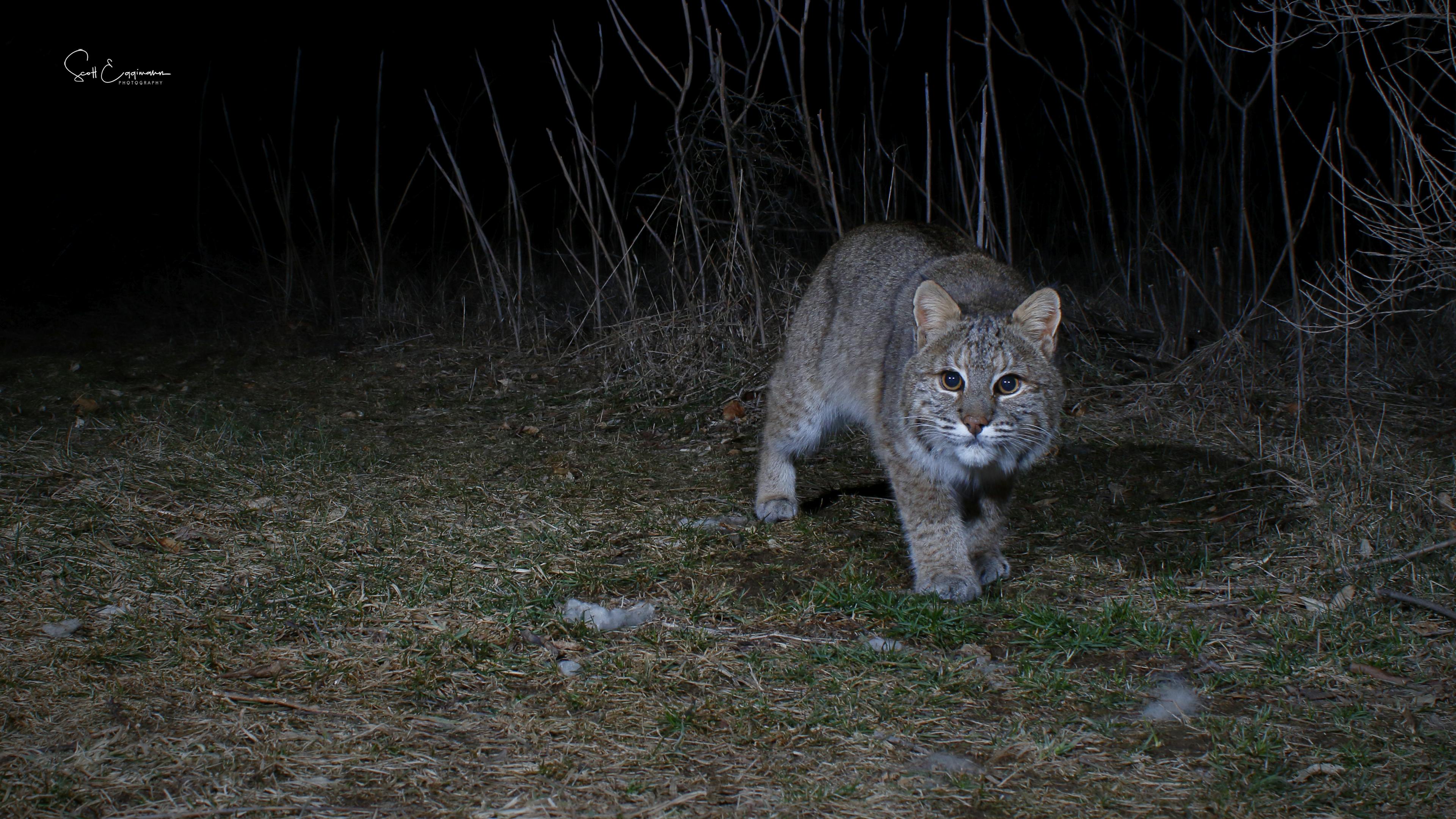 Bobcat (Lynx Rufus)