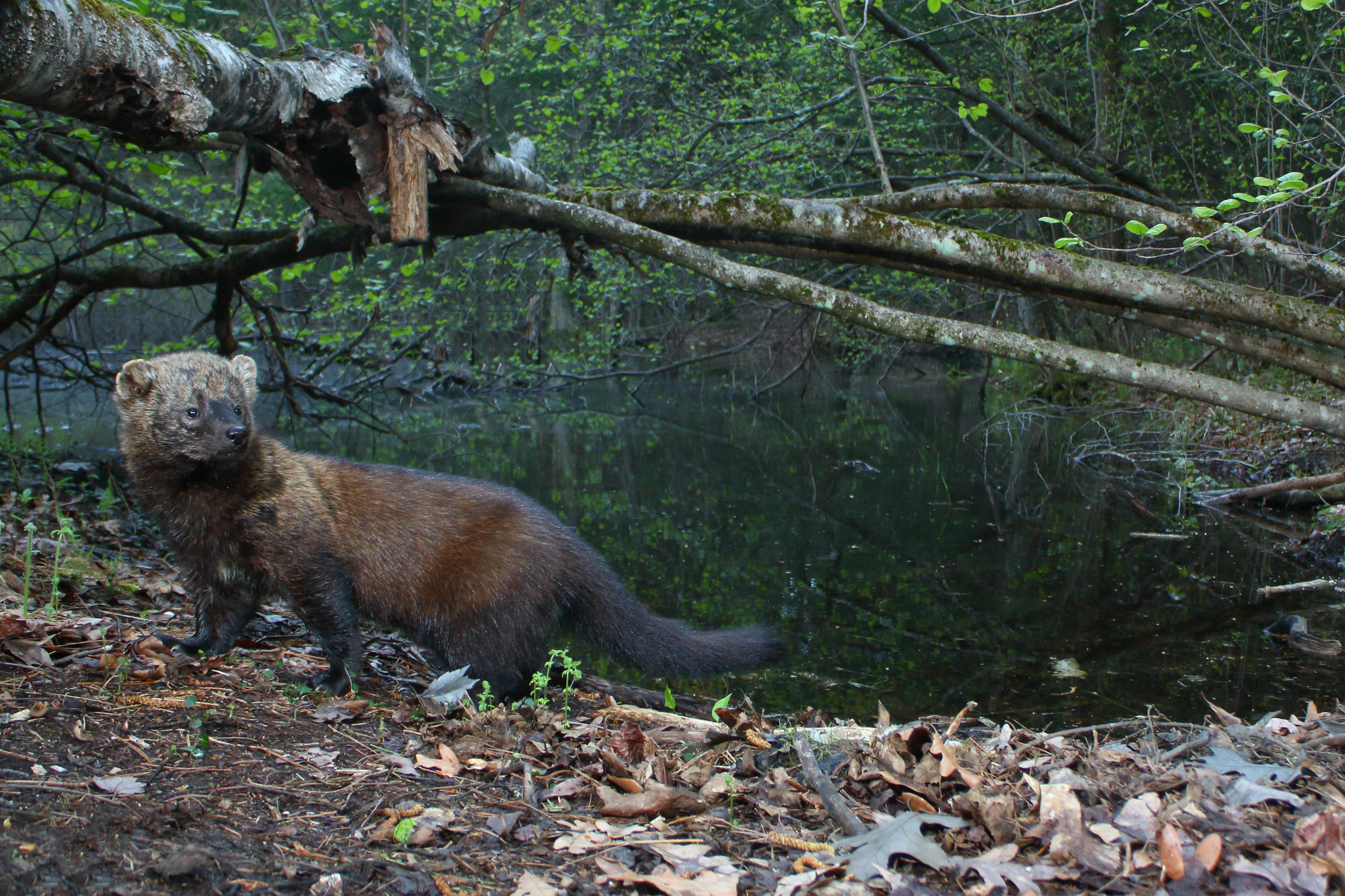 Rare Daytime Photo of a Fisher outside her Den