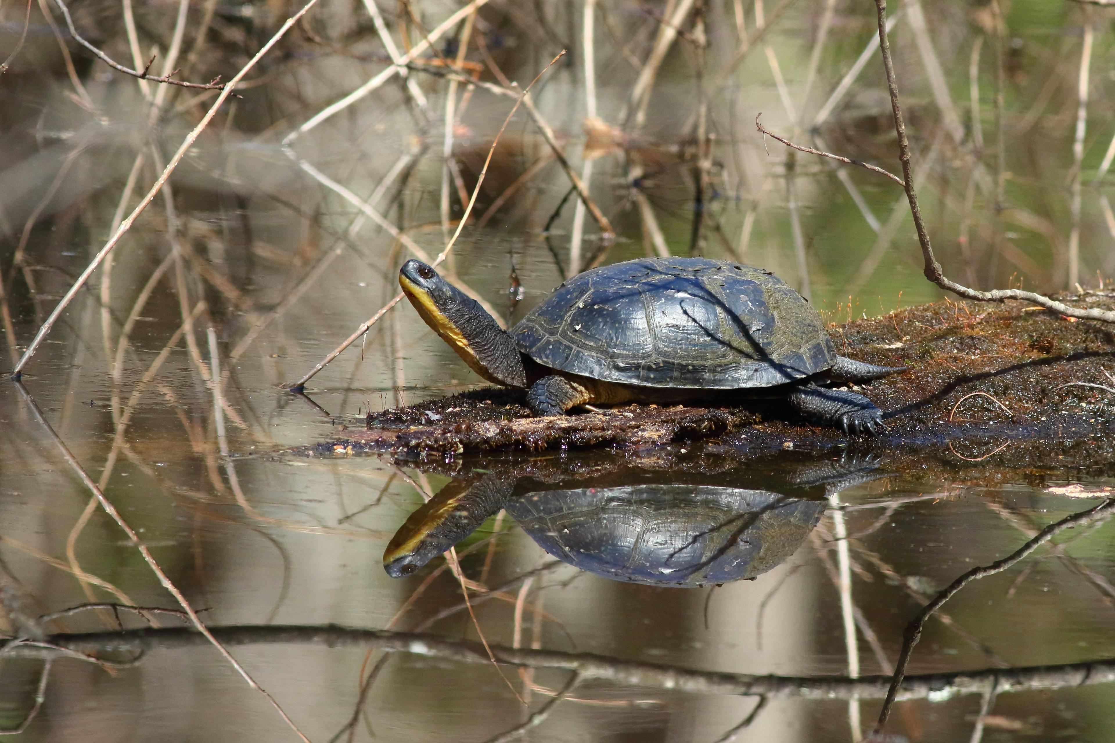 Endangered Blandings Turtle Nesting Site