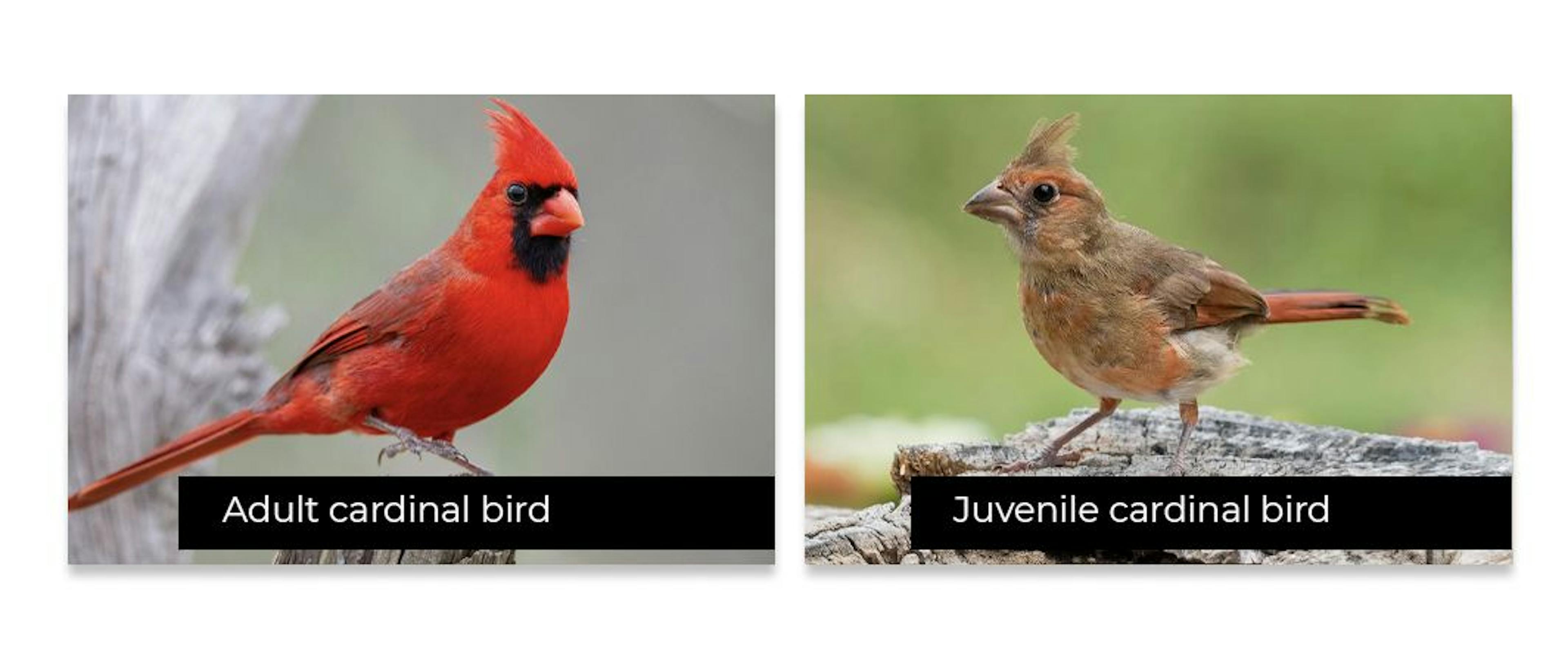 Freqüentemente, os pássaros juvenis não se parecem em nada com os adultos