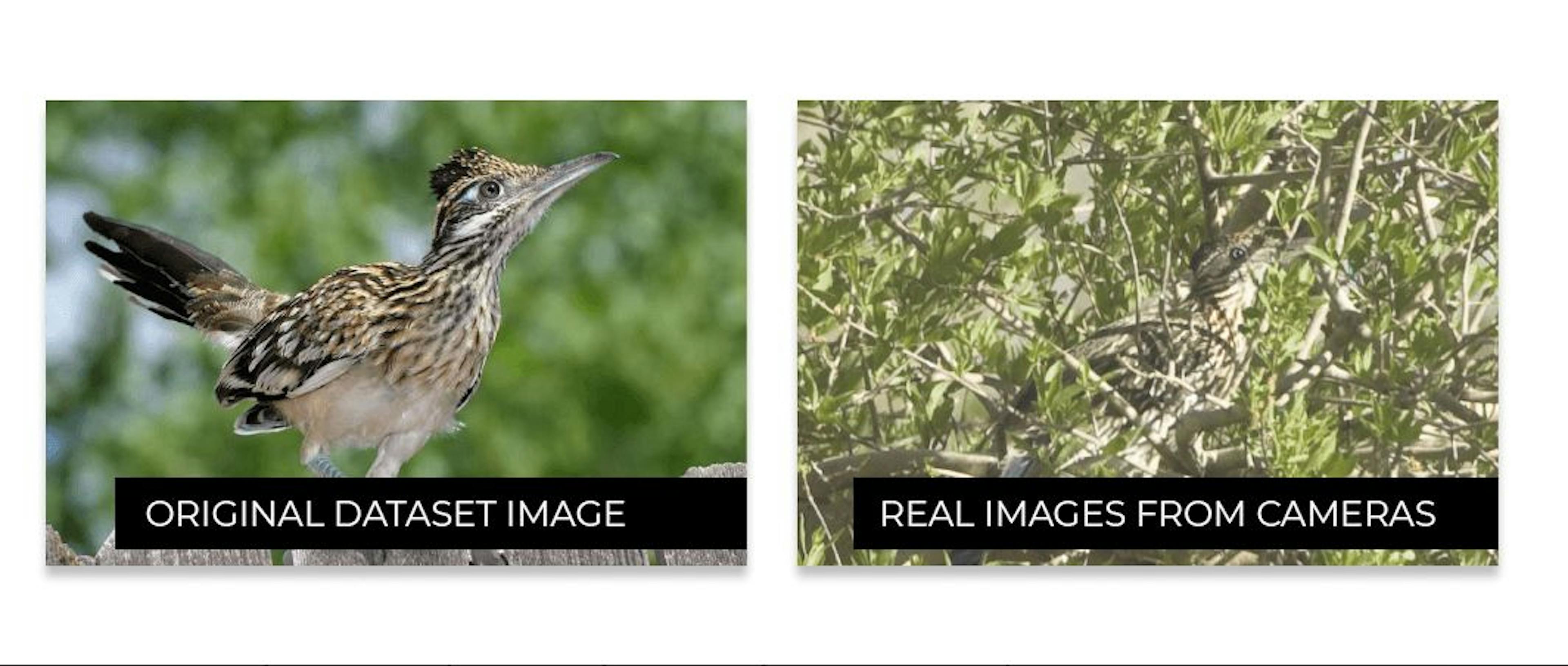 새들이 인터넷에서 보는 모습과 실제 환경에서 보이는 모습의 차이