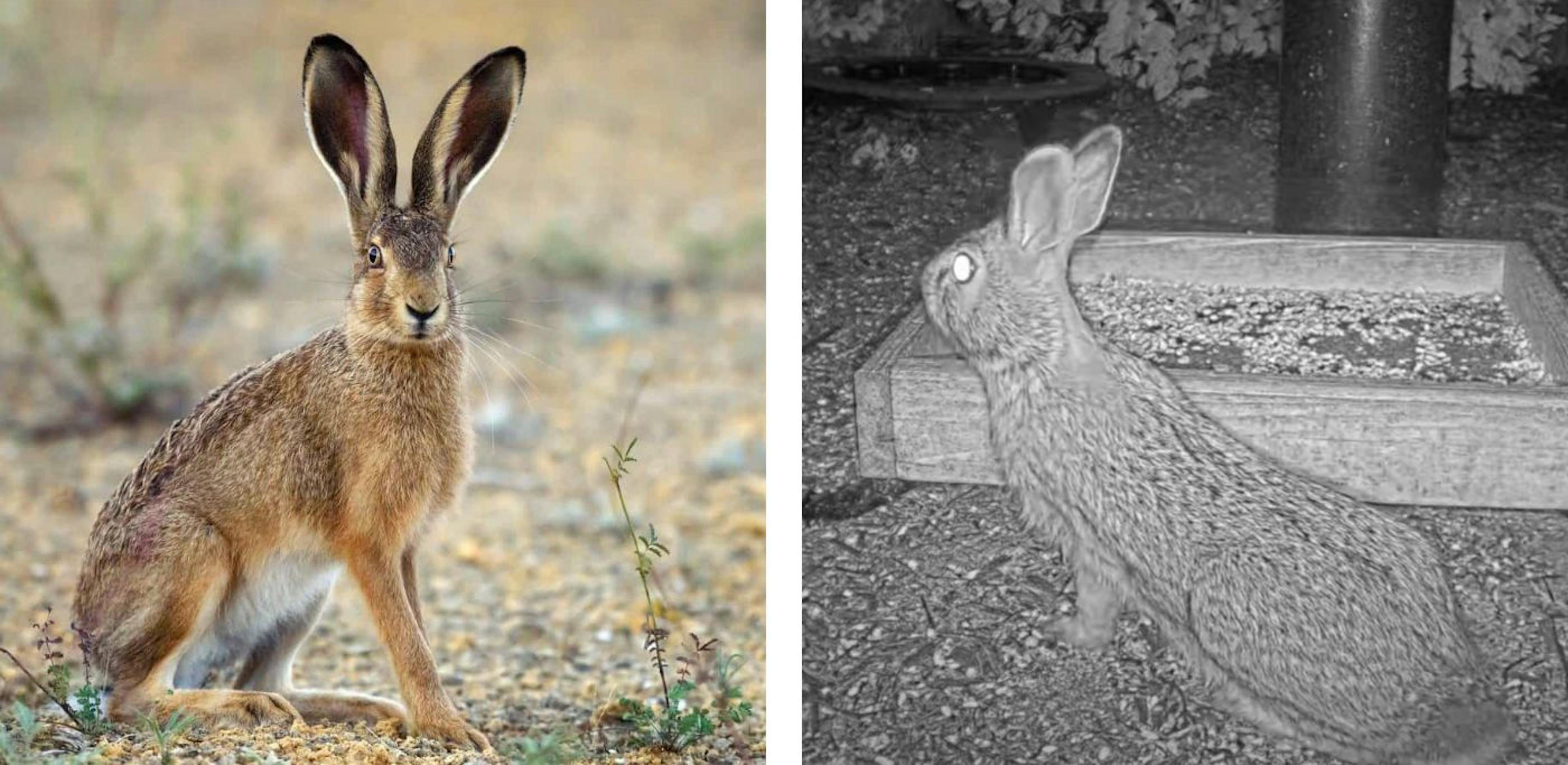 Diversity of input using rabbits