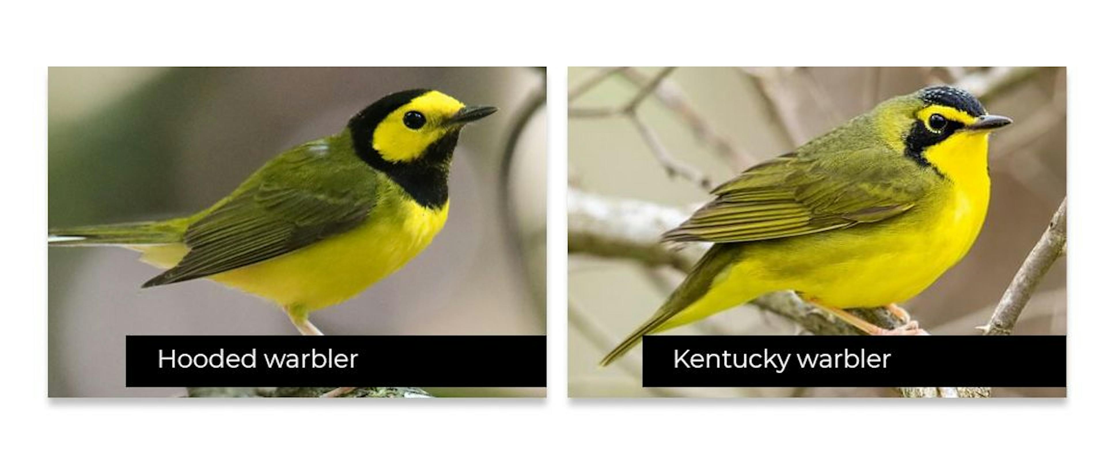 Một số loài chim trông rất giống nhau nên khó phát hiện chính xác