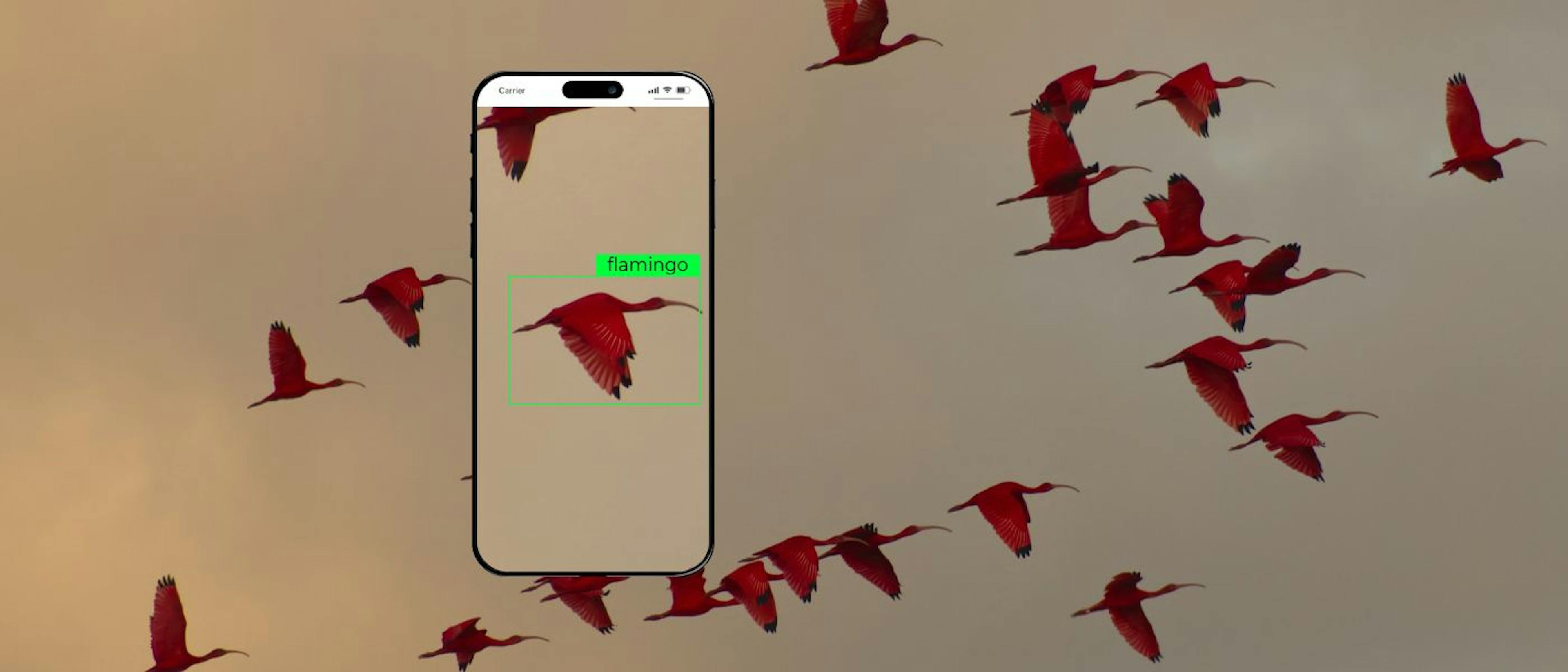 featured image - 创建鸟类检测人工智能：从构思到产品发布