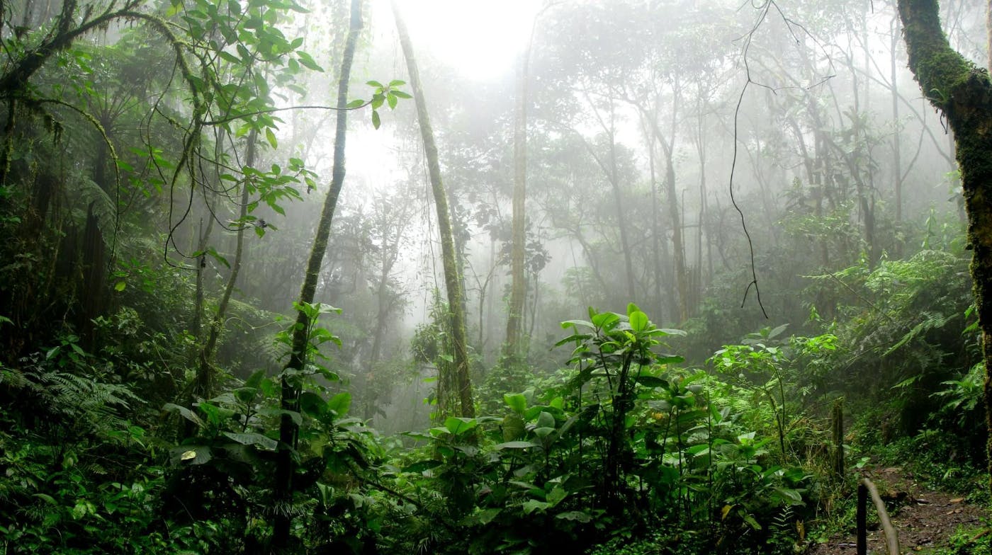 /loss-of-amazon-rainforest-resilience-author-contributions feature image