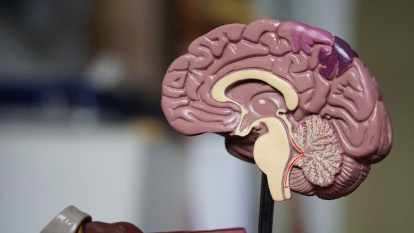 /brainpower-and-brainberries-7-food-ideas-to-hack-your-brain-foodfordevelopers-e5o329j feature image