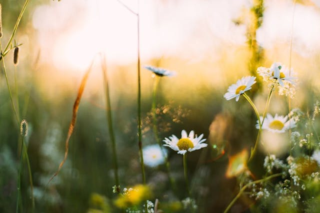 /heres-how-i-used-claude-dreamina-to-bring-spring-to-my-girlfriend feature image