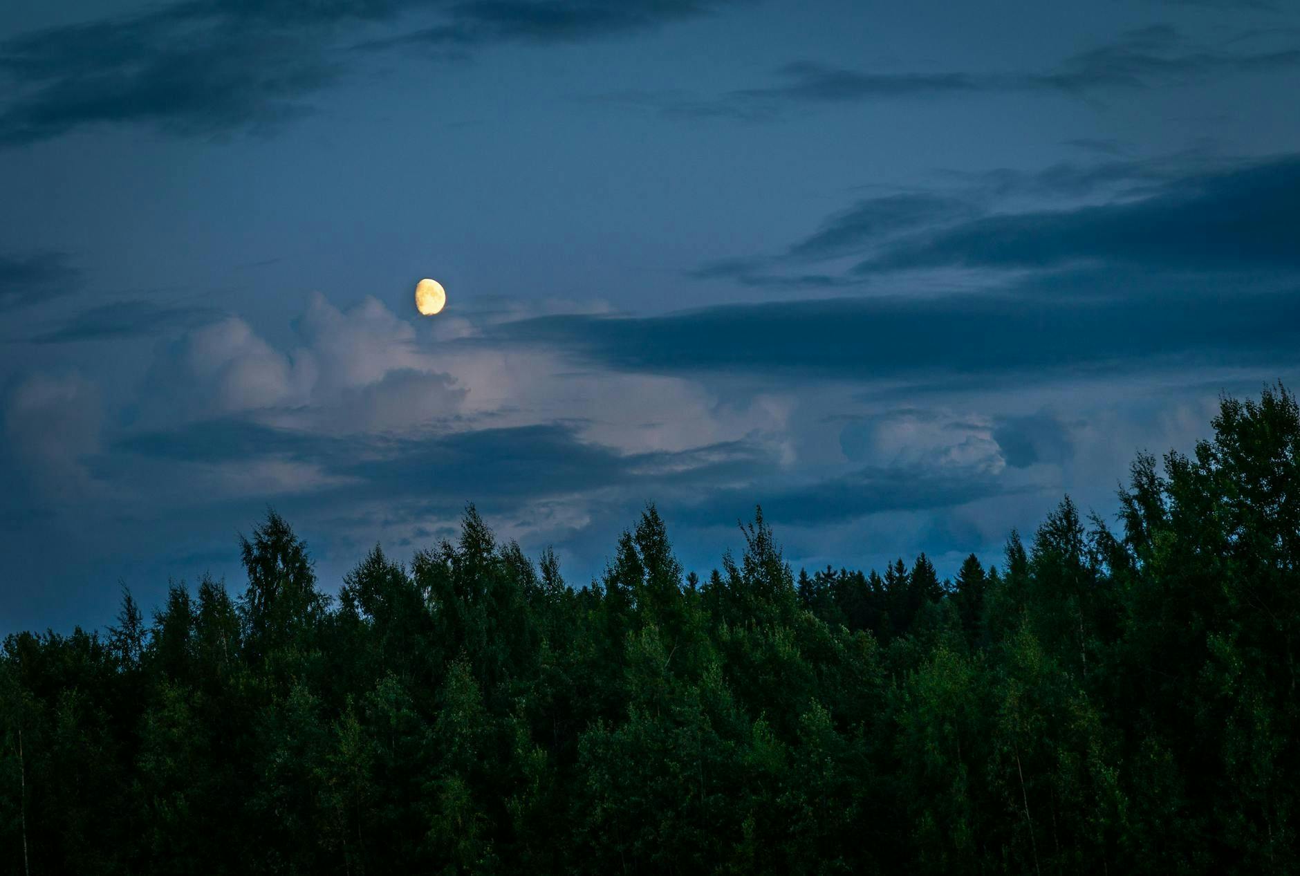 Did You Know Trees Feel the Pull of the Moon? Scientists Link Sap Flow to Lunar Tides