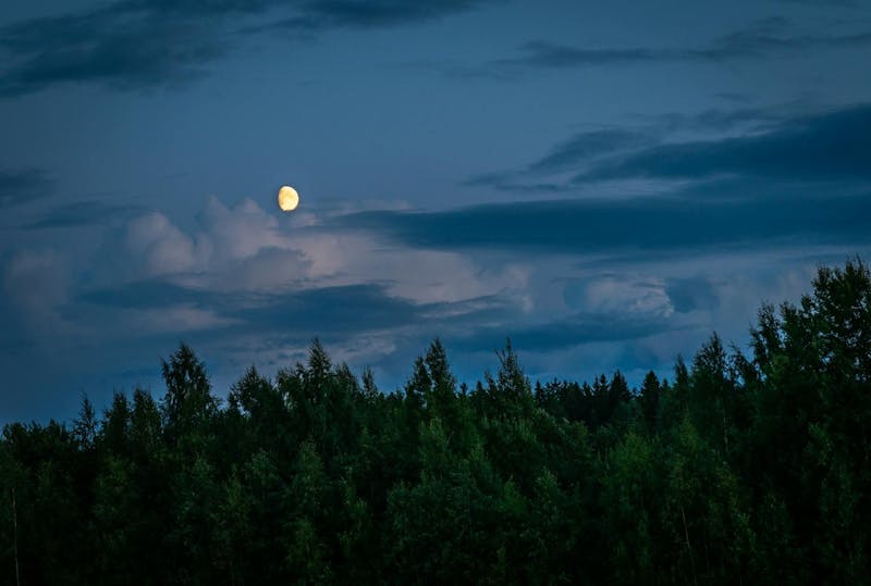 /did-you-know-trees-feel-the-pull-of-the-moon-scientists-link-sap-flow-to-lunar-tides feature image