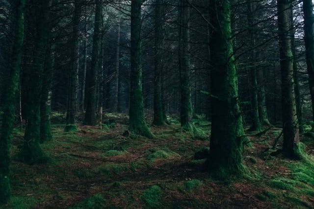 /into-the-dark-forest-engineering-working-defi-arbitrage feature image