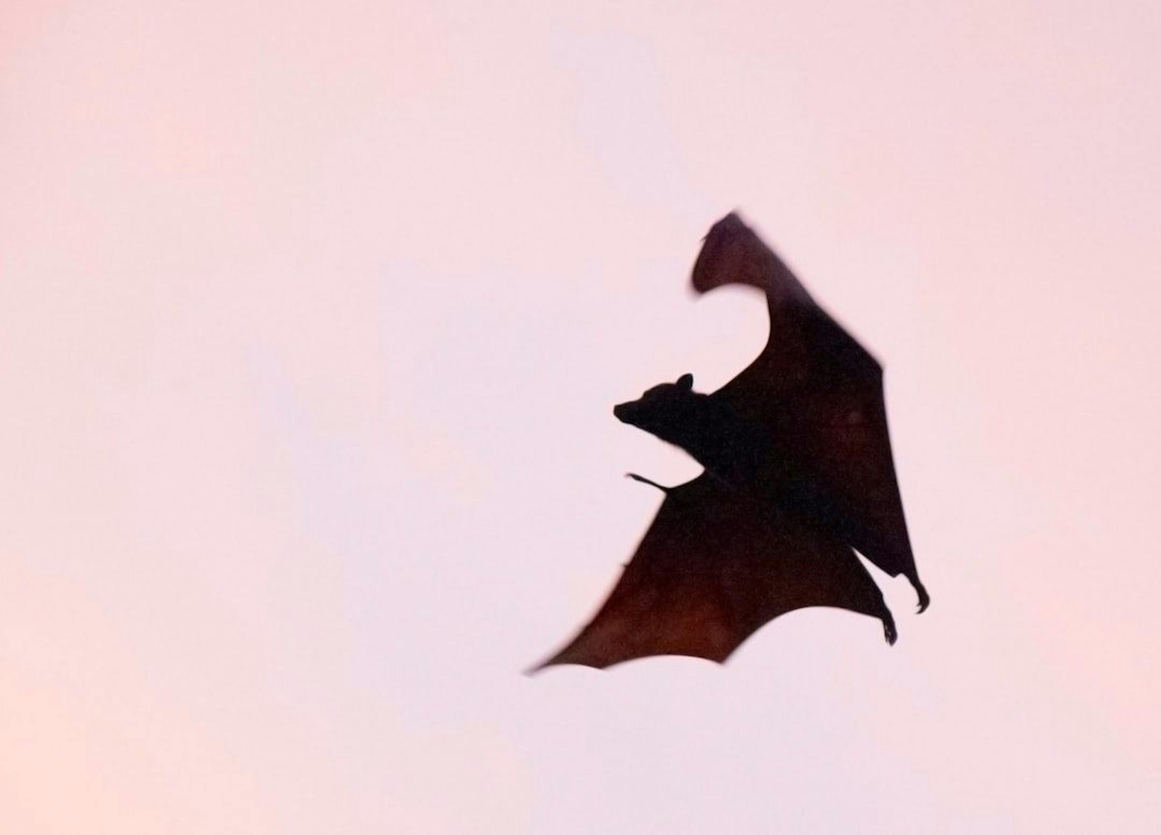 Slaying The Bitcoin Vampire