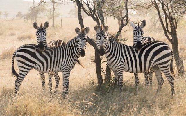 /wildlifedatasets-an-open-source-toolkit-for-animal-re-identification-performance-evaluation feature image