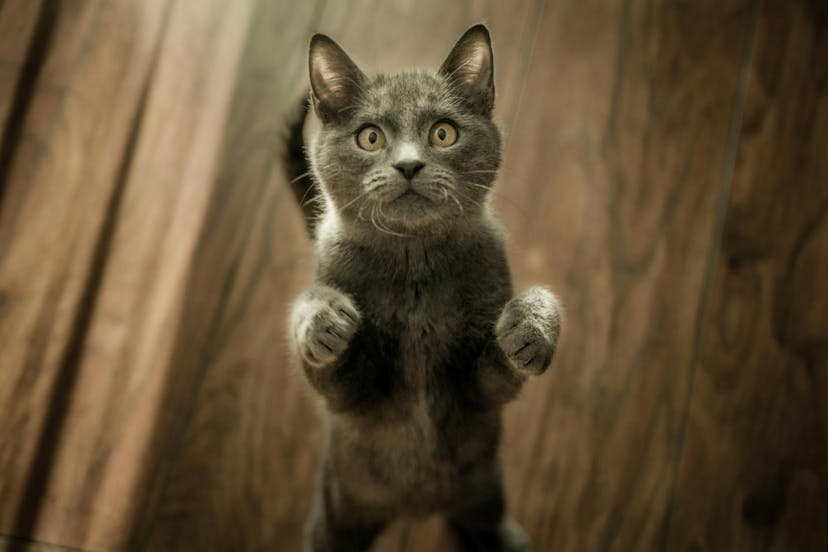 /what-ive-learned-by-making-and-promoting-a-game-to-help-stray-cats-jbd3u2c feature image