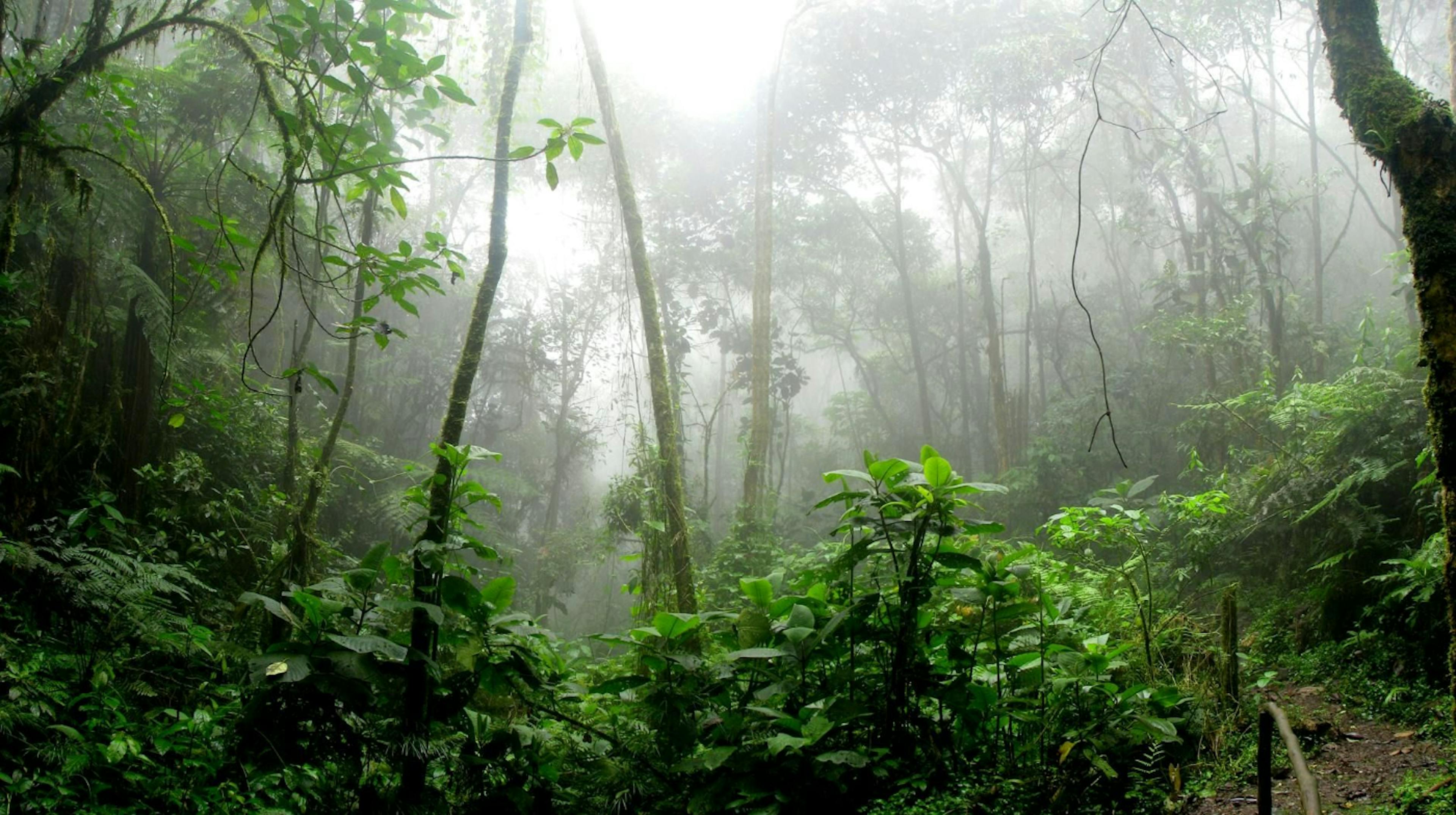 featured image - Loss of Amazon Rainforest Resilience: Results Proving Robustness