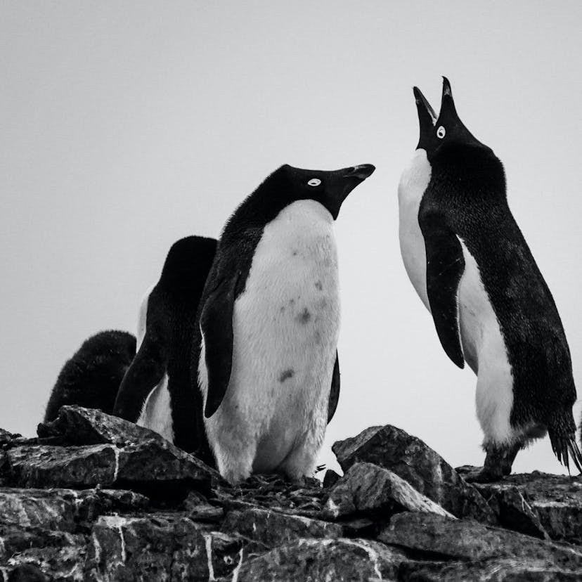 /how-to-use-wget-in-linux-i4z31jd feature image