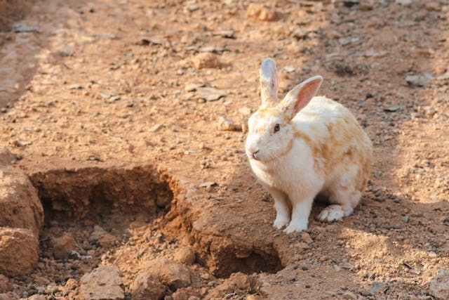 /the-rabbit-hole-local-optimizations-that-harm feature image