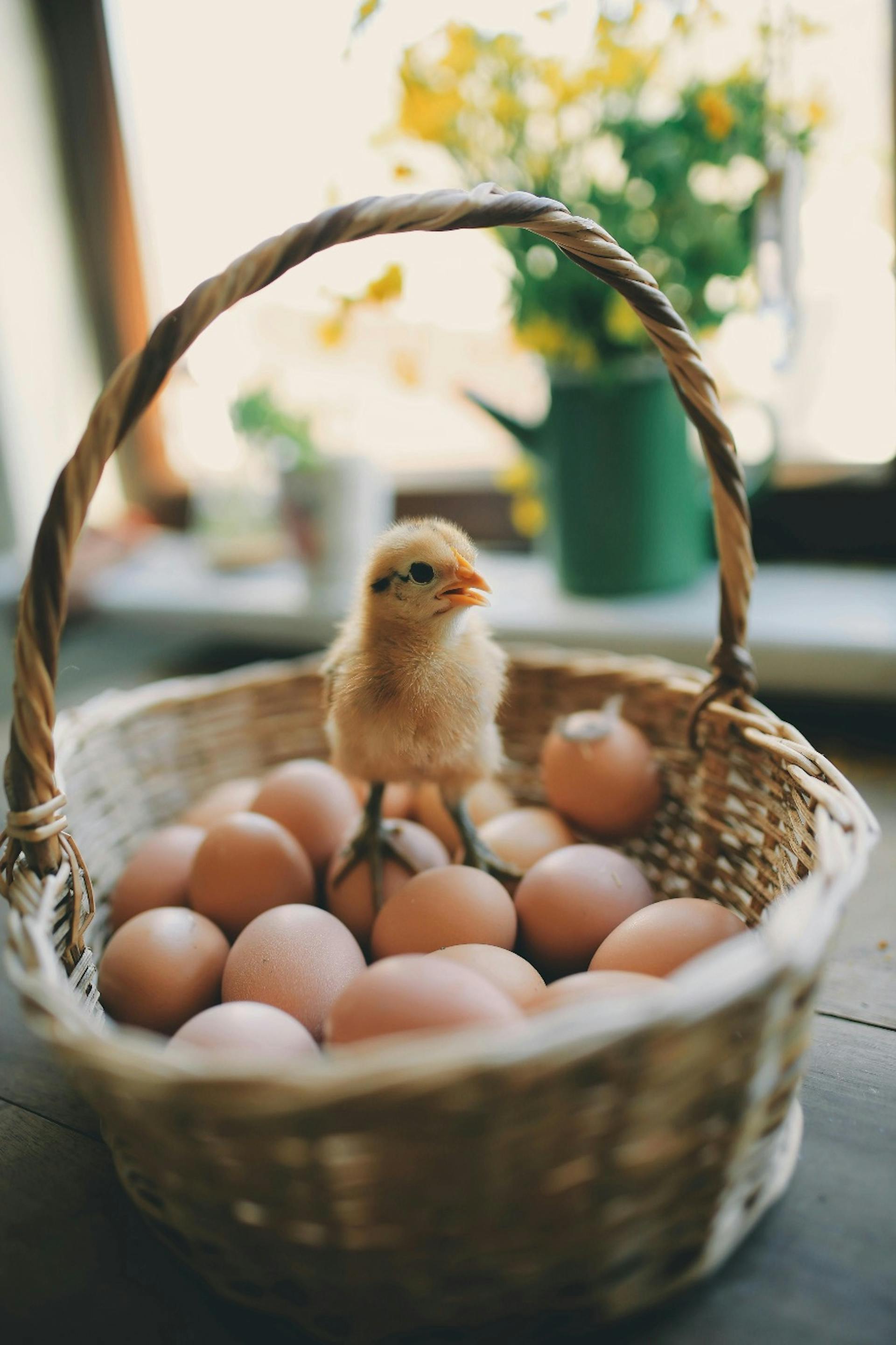 Output vs Outcome. A petite chick sitting in a basket with eggs.