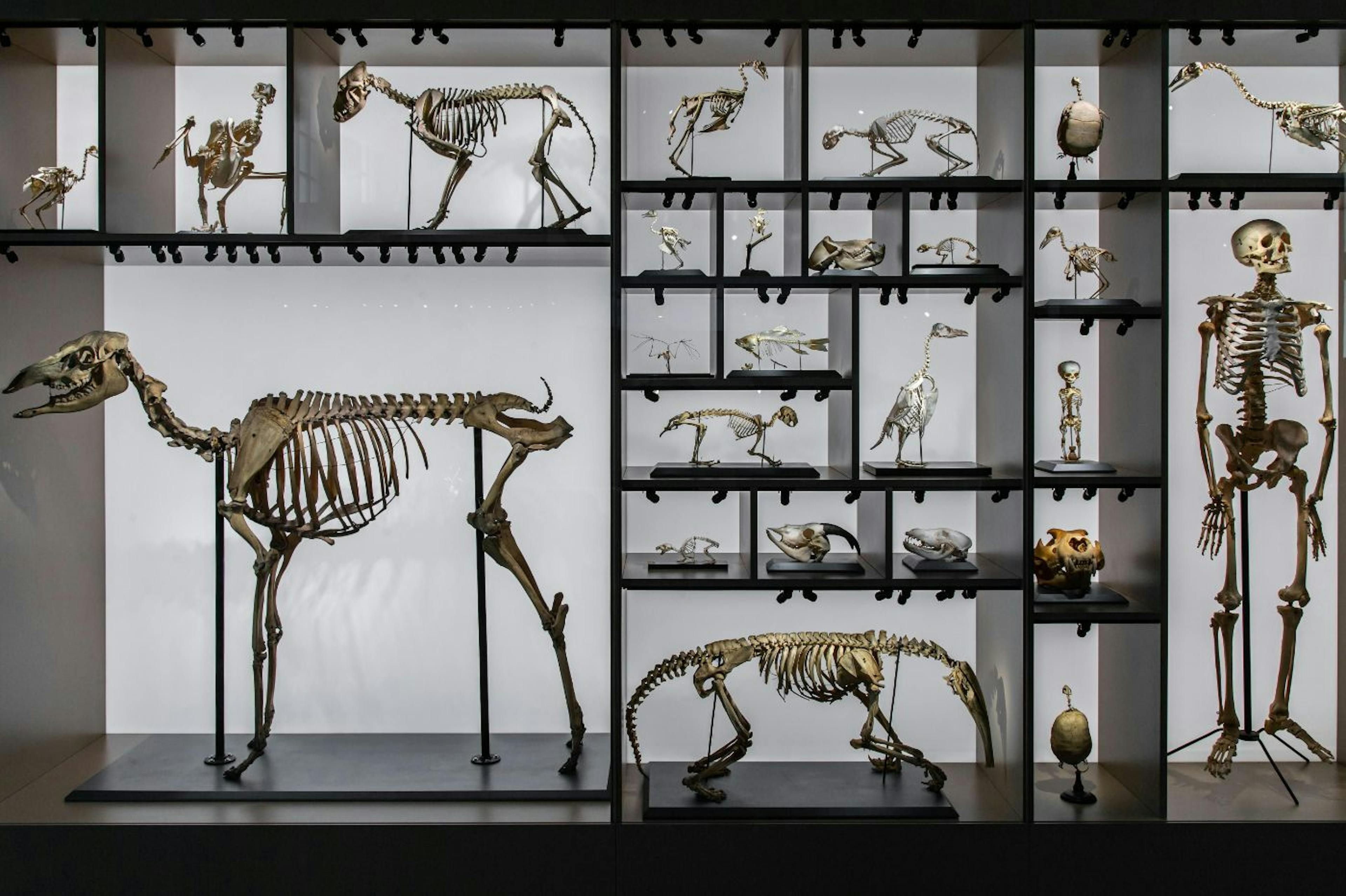 Skeletons of people and animals in the museum represent evolution.