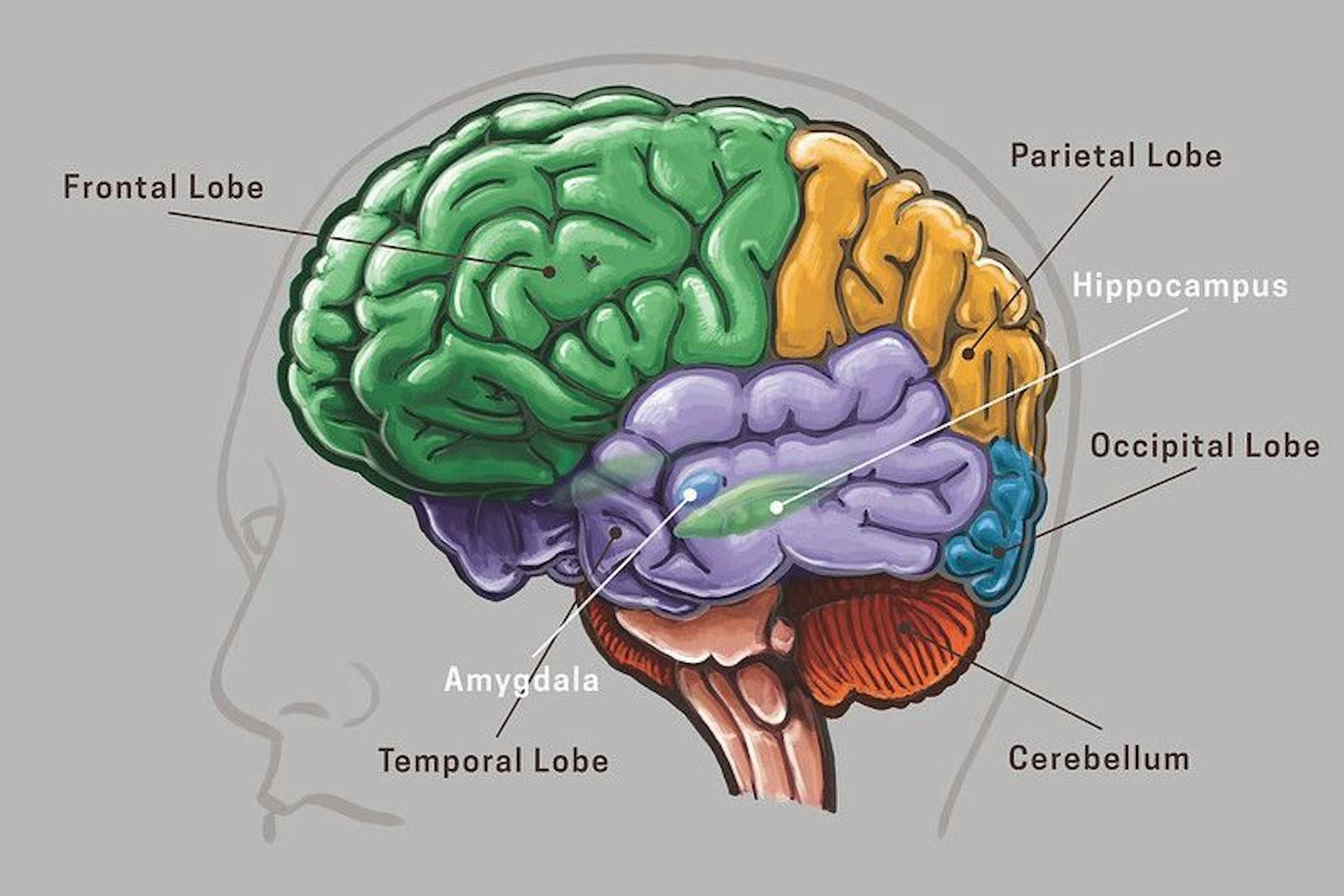 featured image - Sentience: Evaluating LLMs, AI