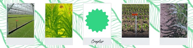 /ai-driven-solutions-for-modern-agritech-interview-with-soty-2024-nominee-cropler feature image