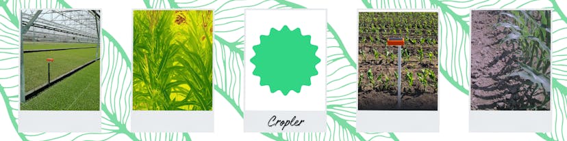 /ai-driven-solutions-for-modern-agritech-interview-with-soty-2024-nominee-cropler feature image