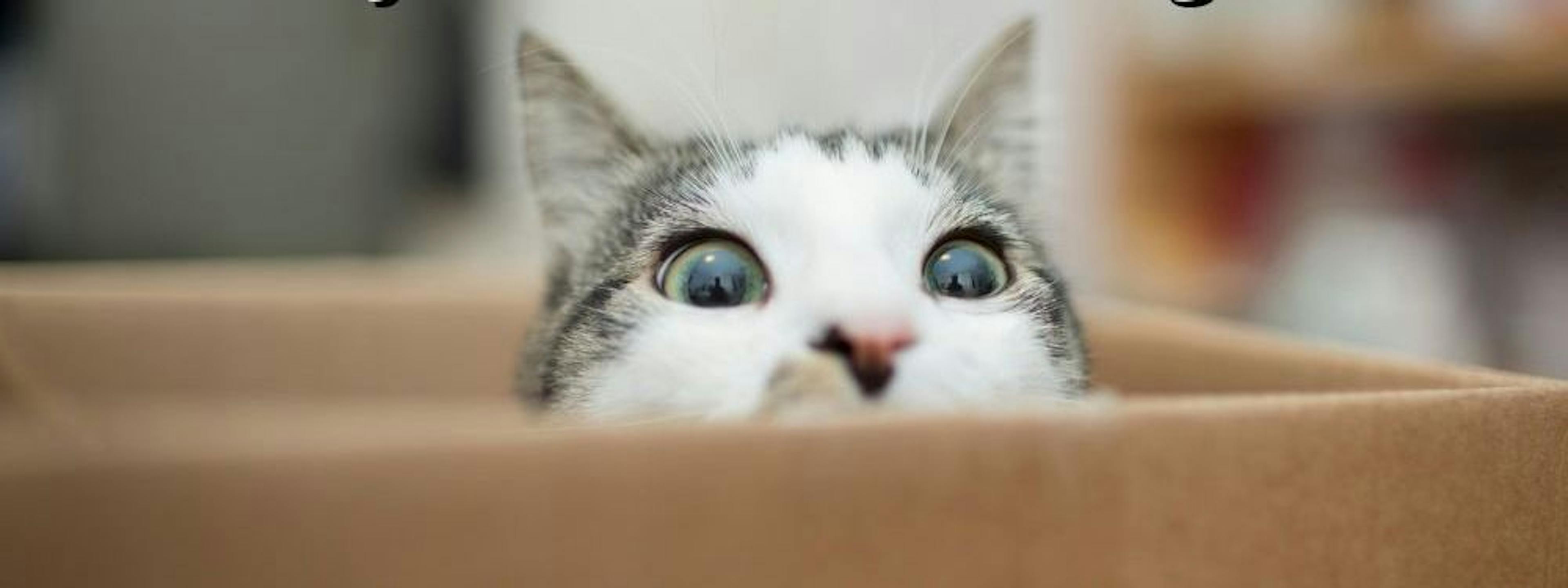 Meet the Writer: HackerNoon's Contributor and Developer Evangelist, Raymond Camden