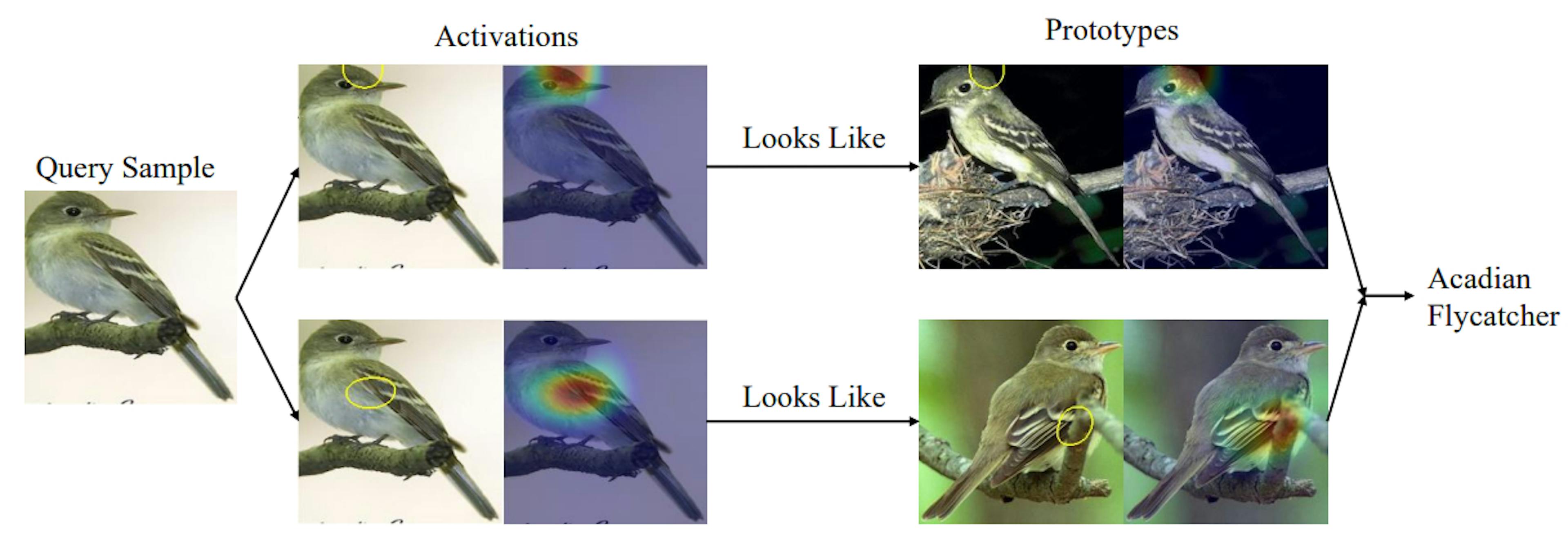 featured image - On the Interpretability of Part-Prototype Based Classifiers: A Human Centric Analysis